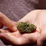 Cogollos de marihuana y su tratamiento para enfermedades como el Alzheimer