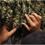 manos sosteniendo cogollos de marihuana