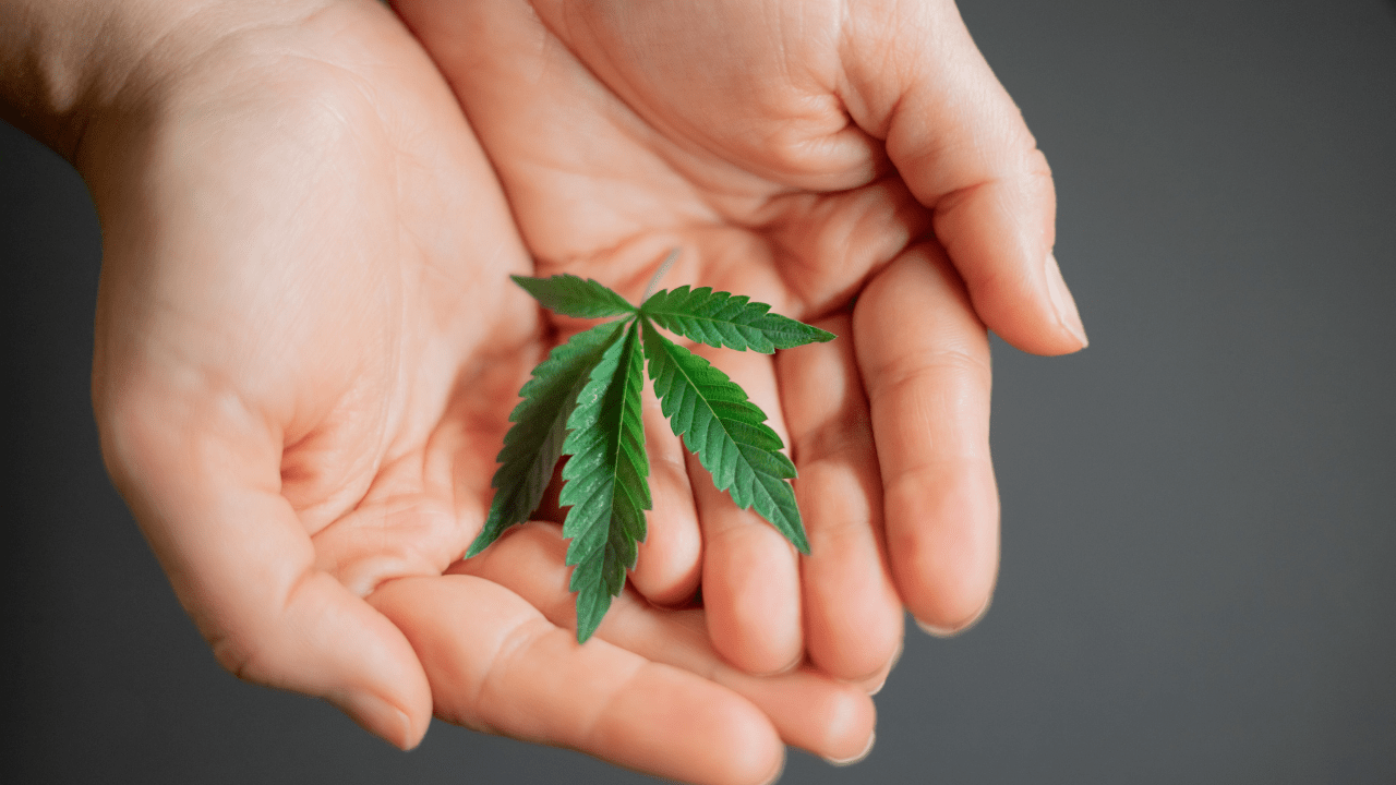Beneficios del cannabis medicinal