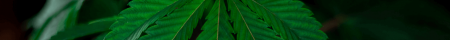 Tipos de plantas de marihuana