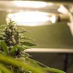 iluminación cultivo marihuana