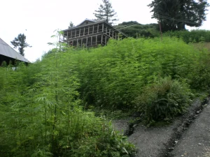 valle de parvati cultivo marihuana