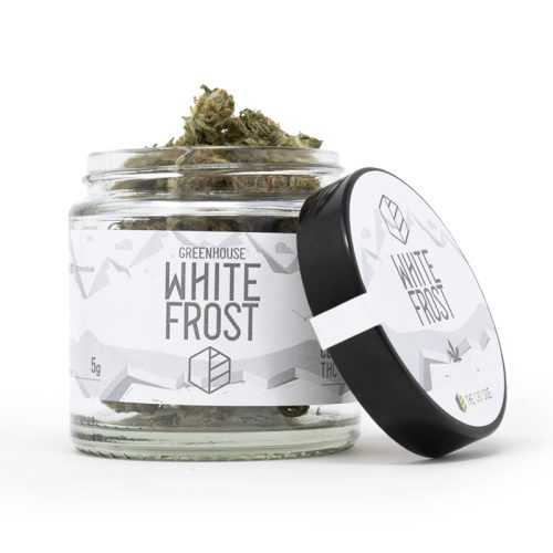 Flor CBG White Frost - Invernadero